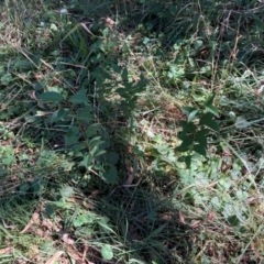 Ligustrum lucidum at Mount Majura - 10 Apr 2024 12:10 PM