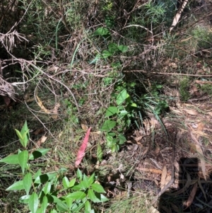 Ligustrum lucidum at Mount Majura - 10 Apr 2024 12:10 PM