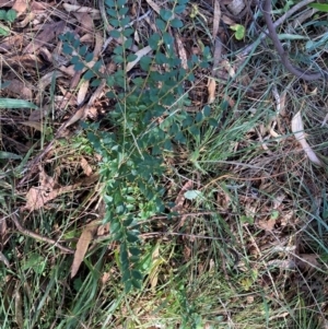 Ligustrum sinense at Mount Majura - 10 Apr 2024