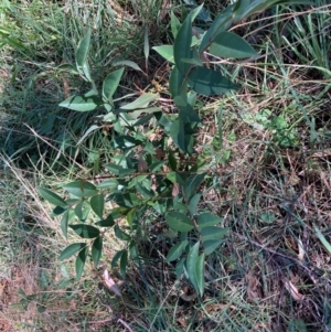 Ligustrum lucidum at Mount Majura - 10 Apr 2024 12:06 PM