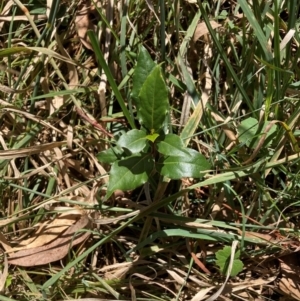 Laurus nobilis at Mount Majura - 10 Apr 2024 12:03 PM