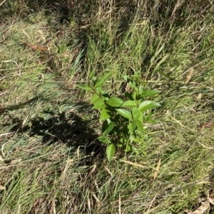 Ligustrum lucidum at Mount Majura - 10 Apr 2024