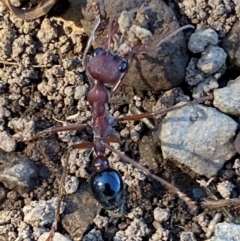 Myrmecia simillima (A Bull Ant) at Kinleyside - 11 Apr 2024 by SteveBorkowskis