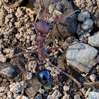 Myrmecia simillima (A Bull Ant) at Kinleyside - 11 Apr 2024 by SteveBorkowskis