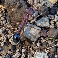 Myrmecia simillima at Kinleyside - 11 Apr 2024