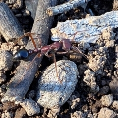 Myrmecia simillima at Kinleyside - 11 Apr 2024 11:47 AM