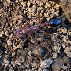 Myrmecia simillima at Kinleyside - 11 Apr 2024 11:47 AM