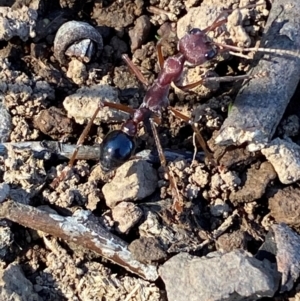 Myrmecia simillima at Kinleyside - 11 Apr 2024 11:47 AM