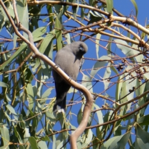 Artamus cyanopterus at QPRC LGA - suppressed