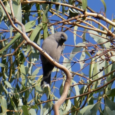 Artamus cyanopterus cyanopterus (Dusky Woodswallow) at Googong, NSW - 13 Apr 2024 by Wandiyali