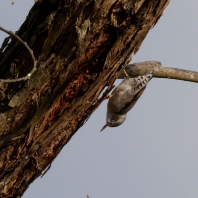 Daphoenositta chrysoptera (Varied Sittella) at QPRC LGA - 13 Apr 2024 by Wandiyali