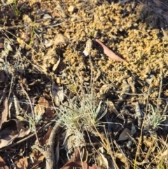 Leucochrysum albicans subsp. tricolor at Breadalbane, NSW - 10 Apr 2024