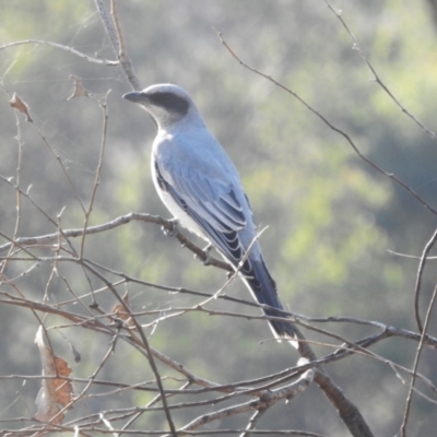 Coracina novaehollandiae (Black-faced Cuckooshrike) at Lions Youth Haven - Westwood Farm A.C.T. - 13 Apr 2024 by HelenCross