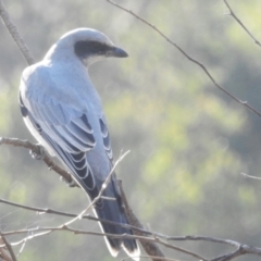 Coracina novaehollandiae at Lions Youth Haven - Westwood Farm A.C.T. - 14 Apr 2024