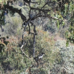 Cracticus nigrogularis (Pied Butcherbird) at Kambah, ACT - 14 Apr 2024 by HelenCross