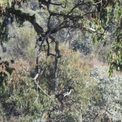 Cracticus nigrogularis (Pied Butcherbird) at Kambah, ACT - 14 Apr 2024 by HelenCross