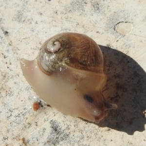 Cornu aspersum at Lions Youth Haven - Westwood Farm A.C.T. - 14 Apr 2024 09:50 AM