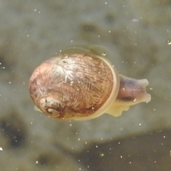 Cornu aspersum at Lions Youth Haven - Westwood Farm A.C.T. - 14 Apr 2024 09:50 AM