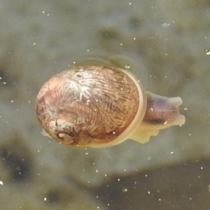 Cornu aspersum at Lions Youth Haven - Westwood Farm A.C.T. - 14 Apr 2024