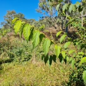 Celtis australis at Mount Mugga Mugga - 14 Apr 2024