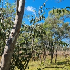 Celtis australis at Mount Mugga Mugga - 14 Apr 2024