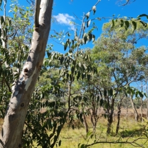 Celtis australis at Mount Mugga Mugga - 14 Apr 2024