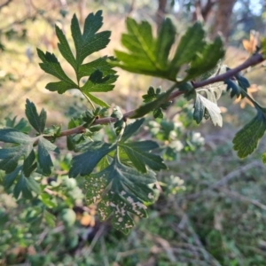 Crataegus monogyna at Mount Mugga Mugga - 14 Apr 2024