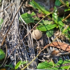 Lycoperdon sp. (Puffball) at Captains Flat, NSW - 14 Apr 2024 by Csteele4