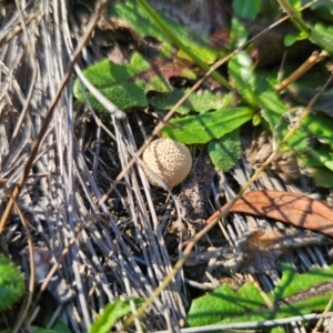 Lycoperdon sp. at QPRC LGA - 14 Apr 2024 02:00 PM