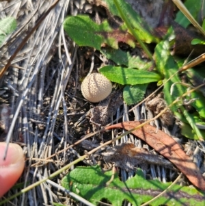 Lycoperdon sp. at QPRC LGA - 14 Apr 2024 02:00 PM