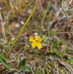 Goodenia hederacea subsp. hederacea (Ivy Goodenia, Forest Goodenia) at Breadalbane, NSW - 9 Apr 2024 by Csteele4