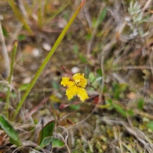 Goodenia hederacea subsp. hederacea at Breadalbane, NSW - 9 Apr 2024