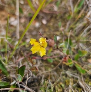 Goodenia hederacea subsp. hederacea at Breadalbane, NSW - 9 Apr 2024