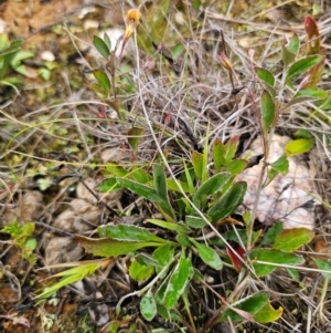 Goodenia hederacea subsp. hederacea at Breadalbane, NSW - 9 Apr 2024