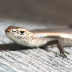 Lampropholis delicata (Delicate Skink) at Braddon, ACT - 14 Apr 2024 by Hejor1