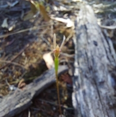 Eriochilus cucullatus (Parson's Bands) at Chiltern, VIC - 13 Apr 2024 by RobCook