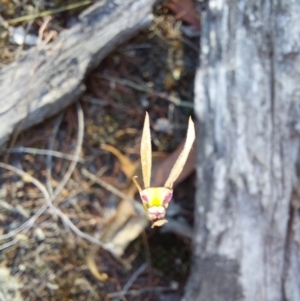 Eriochilus cucullatus at Chiltern-Mt Pilot National Park - 13 Apr 2024