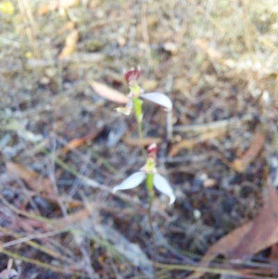 Eriochilus cucullatus (Parson's Bands) at Chiltern, VIC - 13 Apr 2024 by RobCook