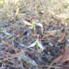 Eriochilus cucullatus (Parson's Bands) at Chiltern, VIC - 13 Apr 2024 by RobCook