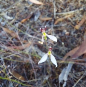 Eriochilus cucullatus at Chiltern-Mt Pilot National Park - 13 Apr 2024