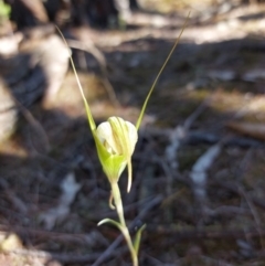 Diplodium ampliatum (Large Autumn Greenhood) at Chiltern, VIC - 13 Apr 2024 by RobCook