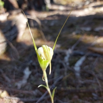 Diplodium ampliatum (Large Autumn Greenhood) at Chiltern-Mt Pilot National Park - 13 Apr 2024 by RobCook