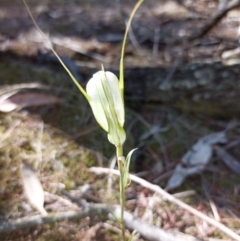 Diplodium ampliatum at Chiltern-Mt Pilot National Park - suppressed