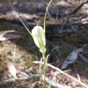 Diplodium ampliatum at Chiltern-Mt Pilot National Park - suppressed