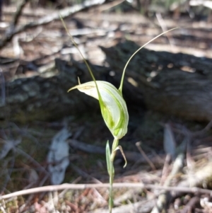 Diplodium ampliatum at Chiltern-Mt Pilot National Park - suppressed