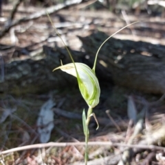 Diplodium ampliatum at Chiltern-Mt Pilot National Park - 13 Apr 2024