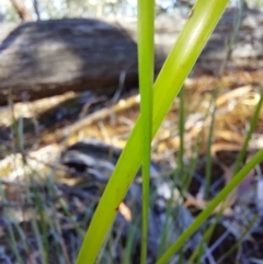 Lepidosperma laterale (Variable Sword Sedge) at Chiltern, VIC - 13 Apr 2024 by RobCook