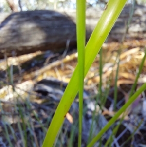 Lepidosperma laterale (Variable Sword Sedge) at Chiltern-Mt Pilot National Park by RobCook