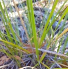 Lepidosperma laterale at Chiltern-Mt Pilot National Park - 13 Apr 2024 02:00 PM