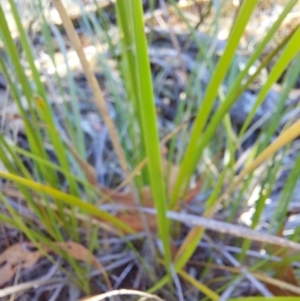 Lepidosperma laterale at Chiltern-Mt Pilot National Park - 13 Apr 2024 02:00 PM